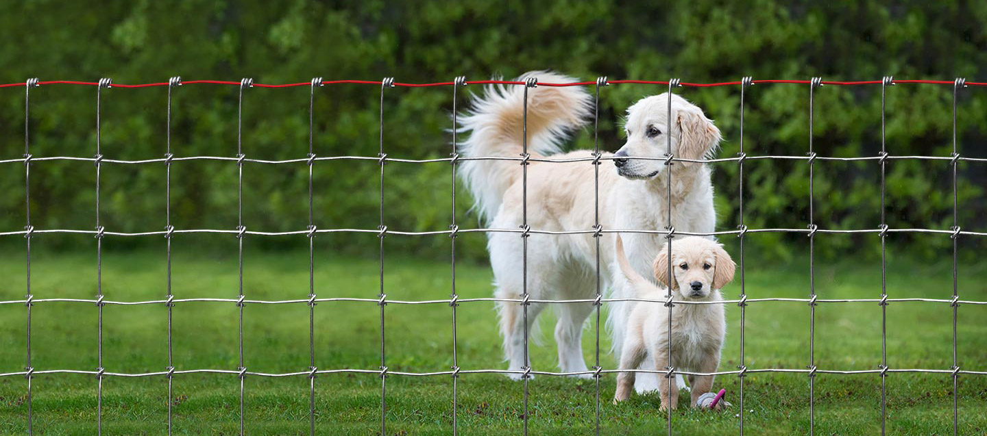 Safe, Wire Fencing for Dogs 