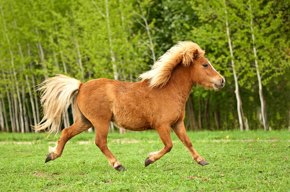 miniature horse