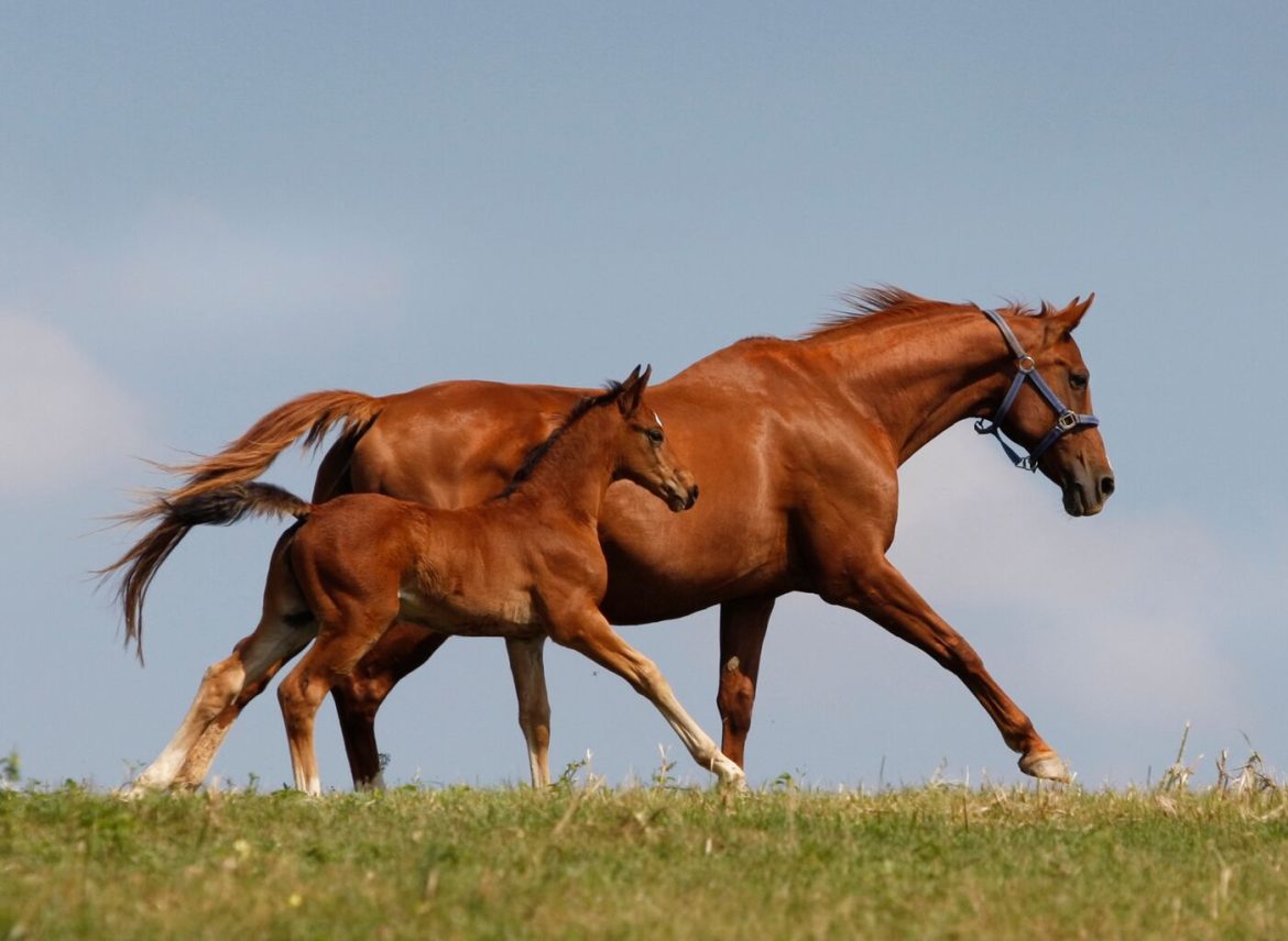 How to Determine the Temperament of Your Horses Red Brand