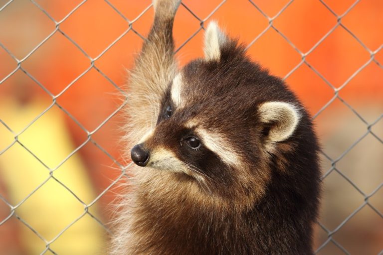 raccoon climbing fence The Red Brand Post